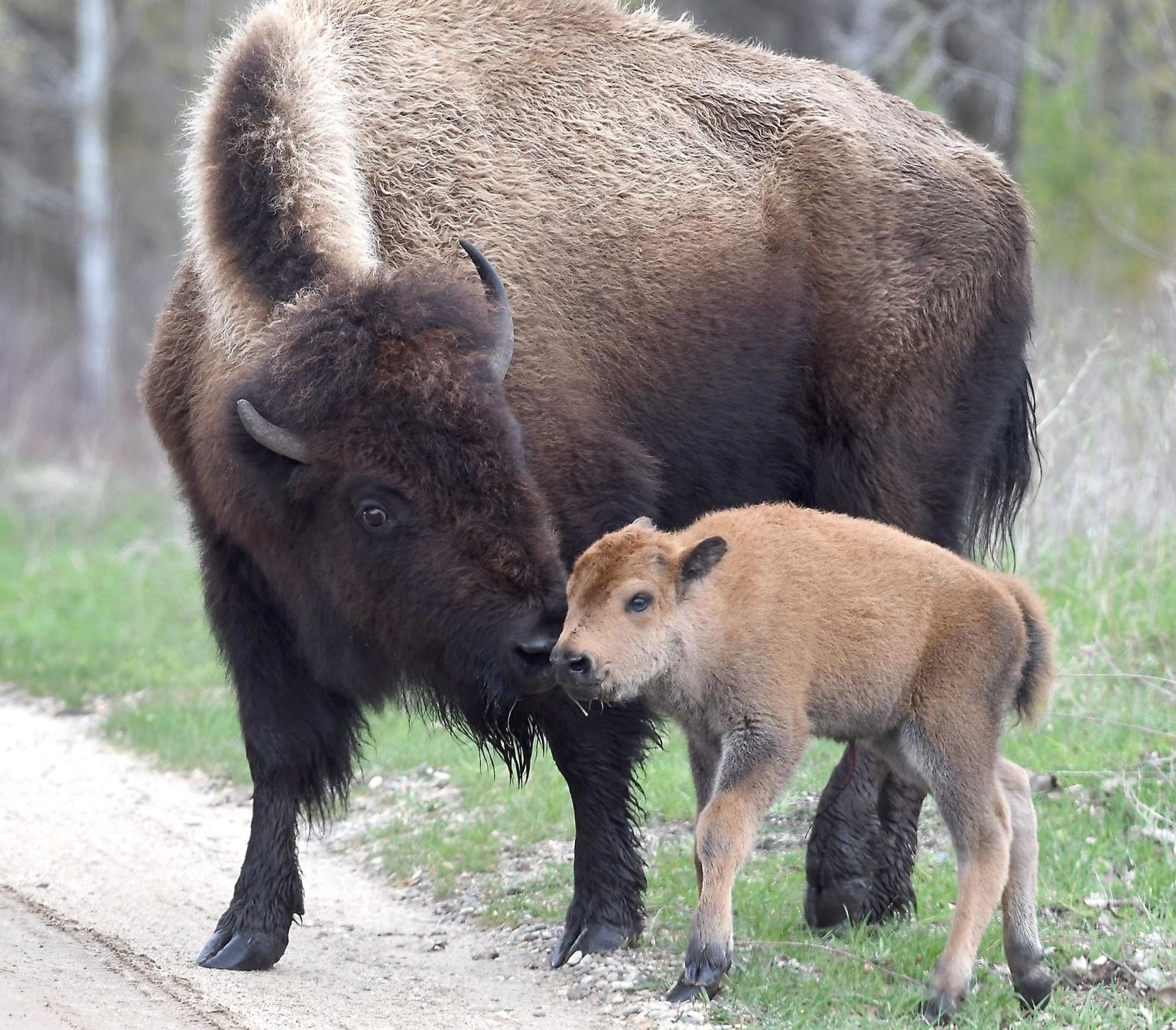 Bison babies 3